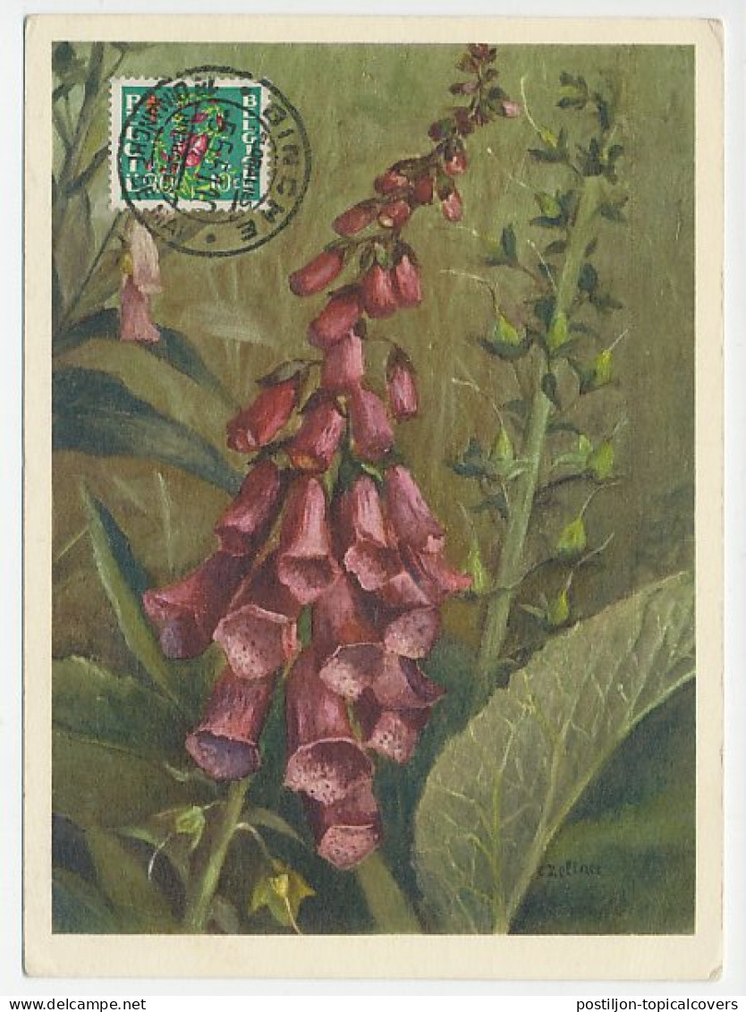 Maximum Card Belgium 1951 Purple Foxglove - Other & Unclassified