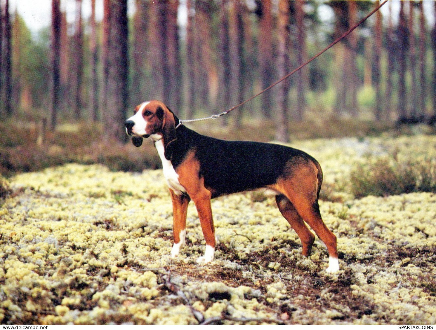 CHIEN Animaux Vintage Carte Postale CPSM #PAN697.FR - Chiens