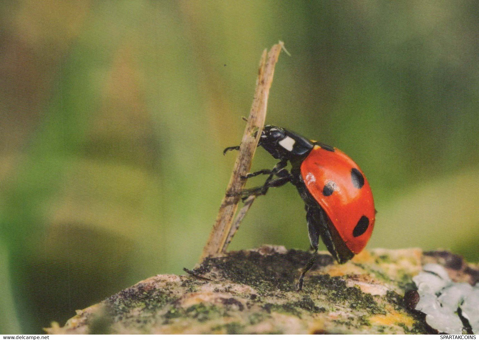 INSEKTEN Tier Vintage Ansichtskarte Postkarte CPSM #PBS484.DE - Insectes