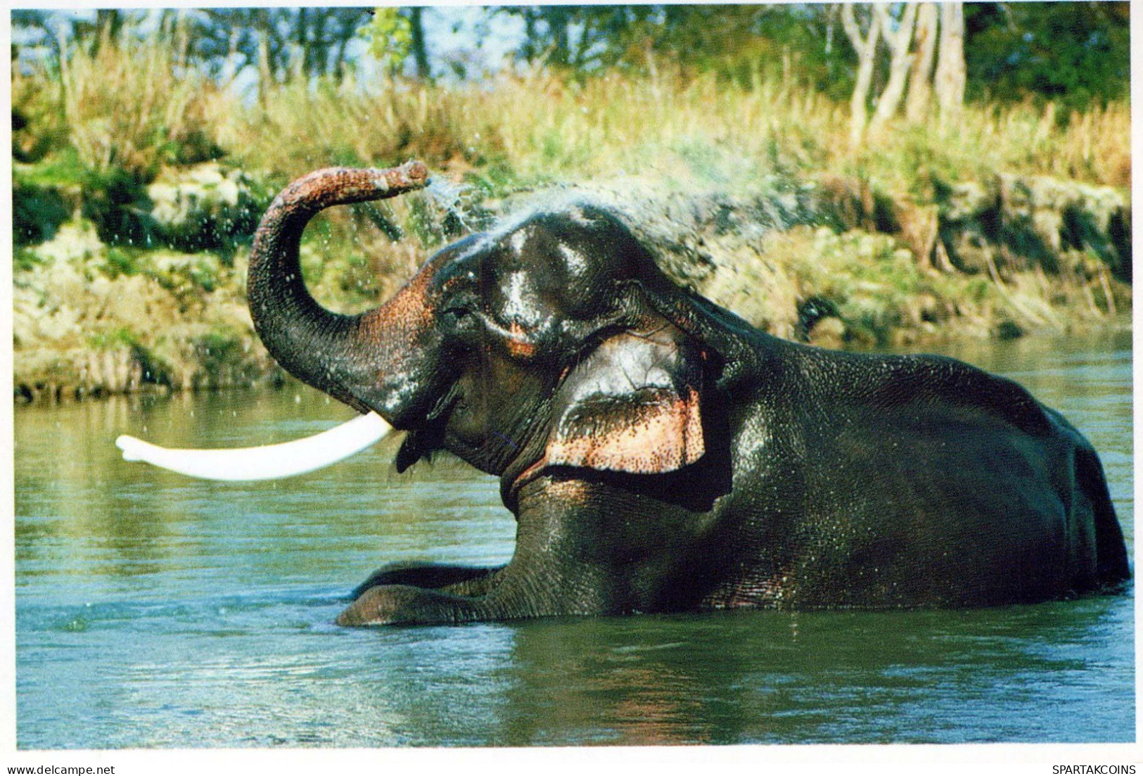 ELEFANT Tier Vintage Ansichtskarte Postkarte CPSM #PBS741.DE - Elefantes