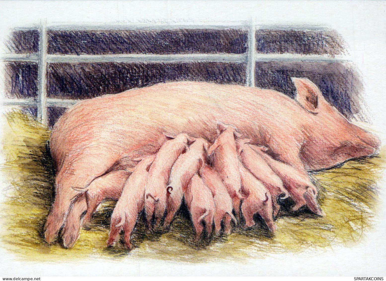 PIGS Tier Vintage Ansichtskarte Postkarte CPSM #PBR759.DE - Pigs