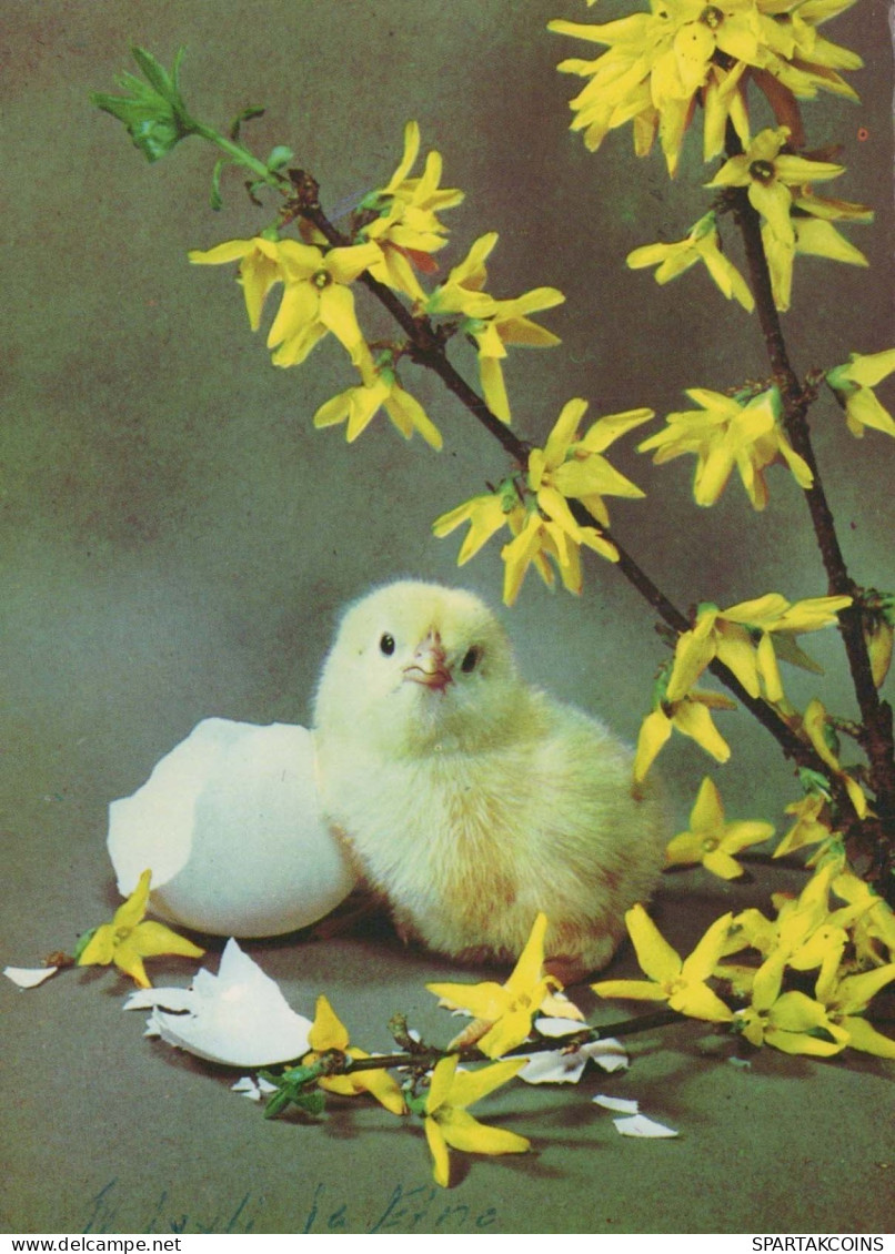 OSTERN HUHN EI Vintage Ansichtskarte Postkarte CPSM #PBO999.DE - Pâques