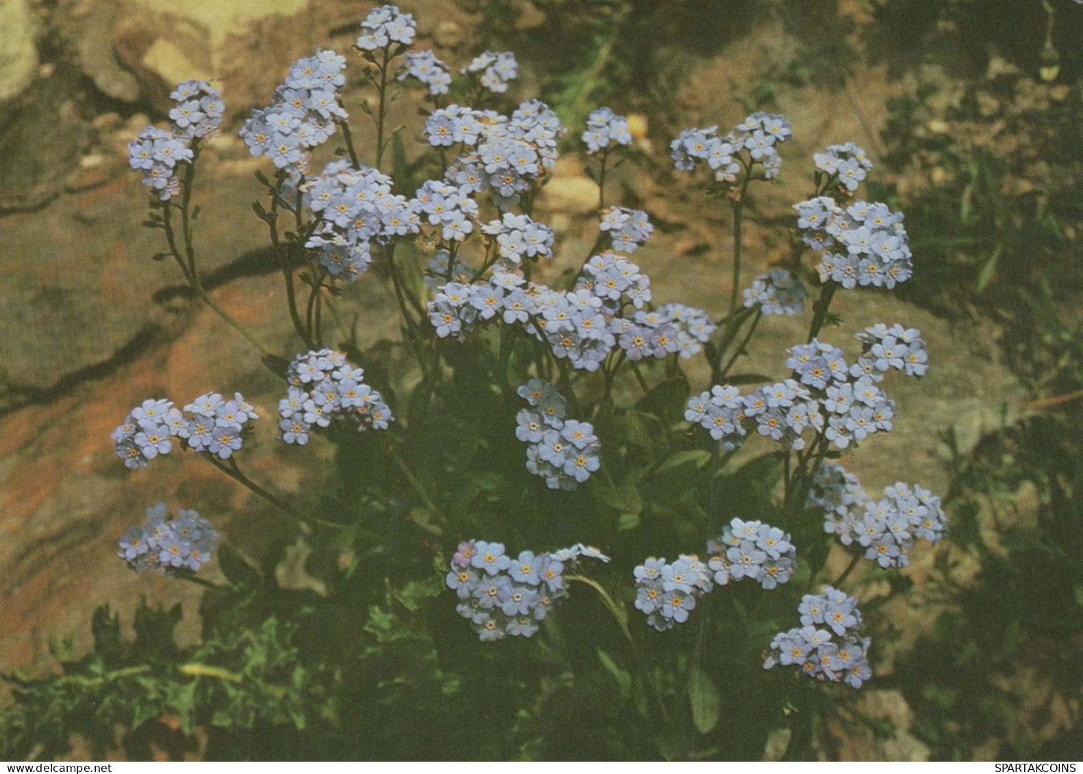 FLOWERS Vintage Ansichtskarte Postkarte CPSM #PAS469.DE - Flores