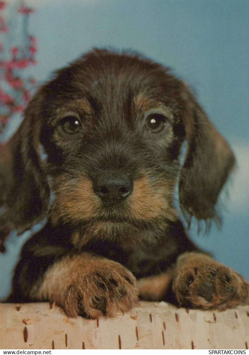 HUND Tier Vintage Ansichtskarte Postkarte CPSM #PAN502.DE - Chiens