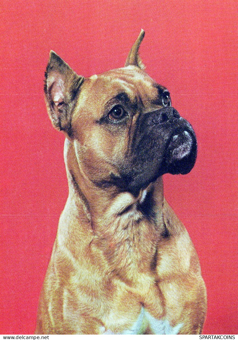 HUND Tier Vintage Ansichtskarte Postkarte CPSM #PAN831.DE - Hunde