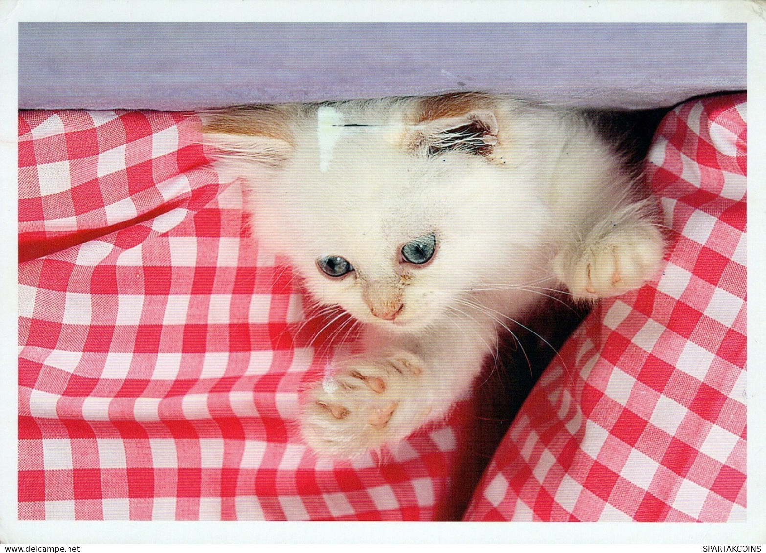 KATZE MIEZEKATZE Tier Vintage Ansichtskarte Postkarte CPSM #PAM502.DE - Cats