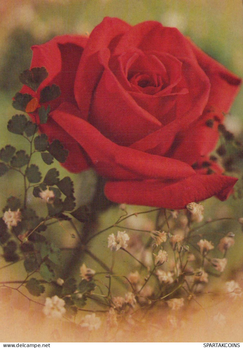 FIORI Vintage Cartolina CPSM #PBZ457.IT - Flores