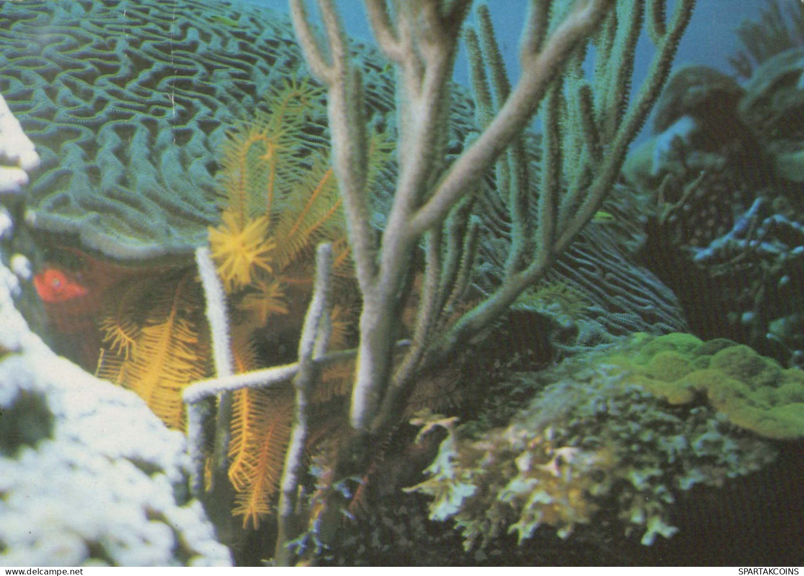 PESCE Animale Vintage Cartolina CPSM #PBS883.IT - Fish & Shellfish