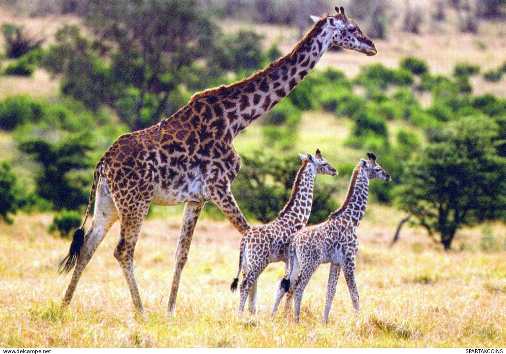 GIRAFFE Animale Vintage Cartolina CPSM #PBS952.IT - Giraffes