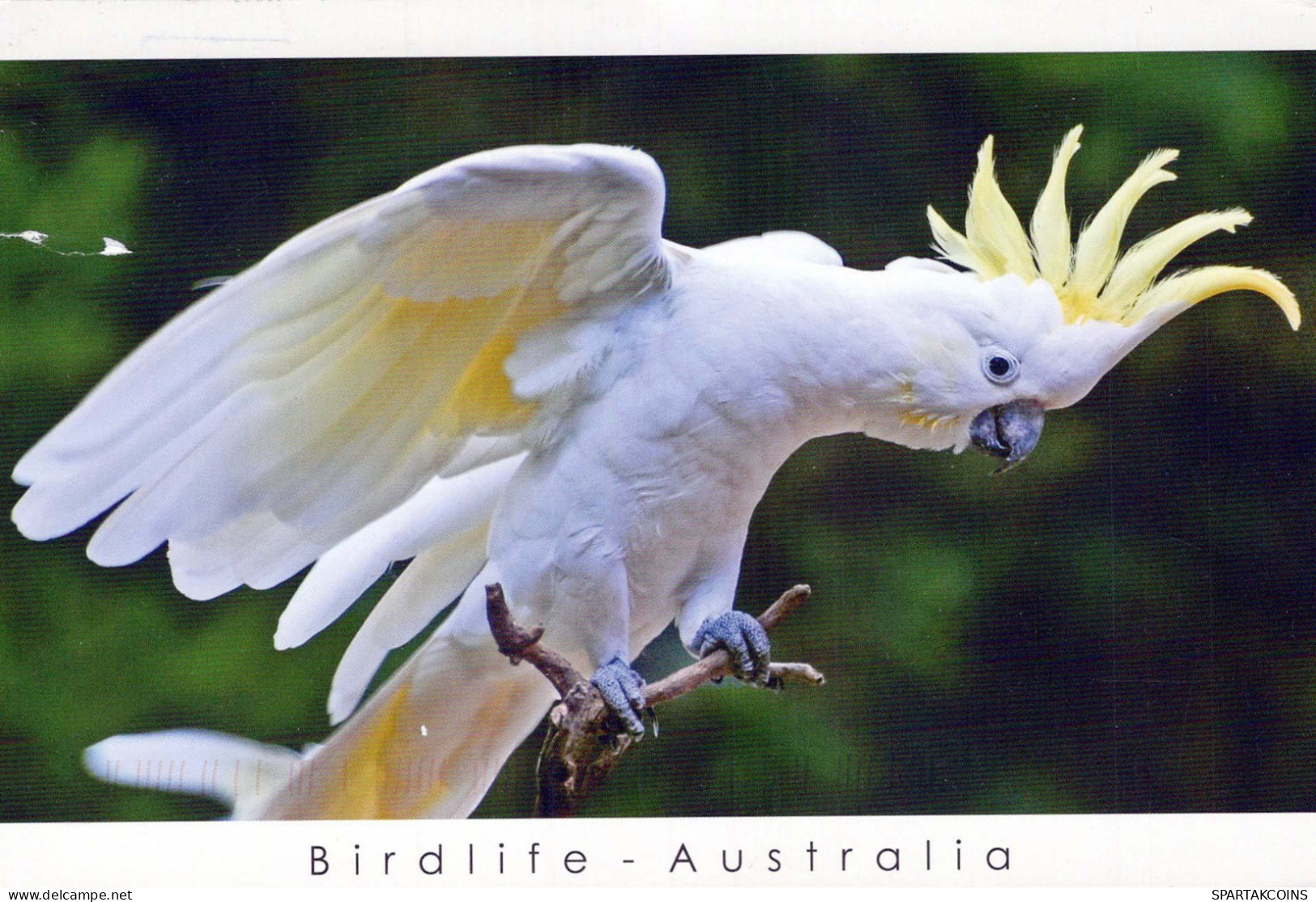 UCCELLO Animale Vintage Cartolina CPSM #PBR384.IT - Birds