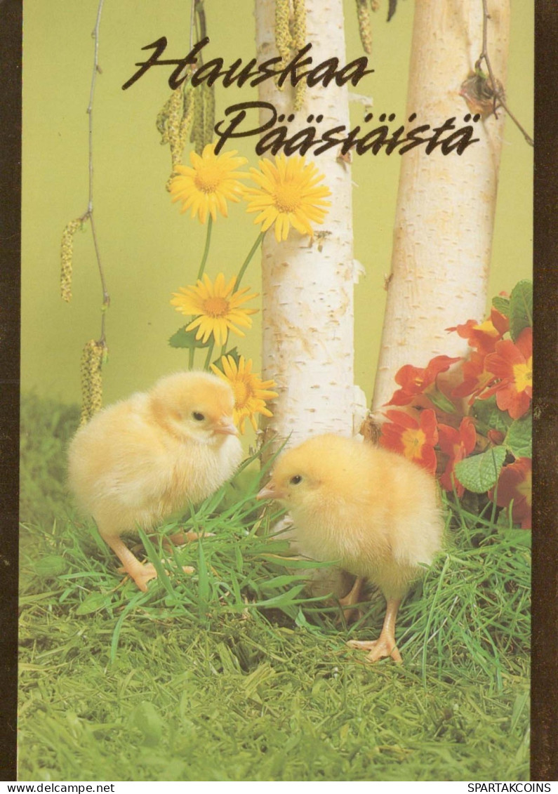 PASQUA POLLO UOVO Vintage Cartolina CPSM #PBP186.IT - Pâques