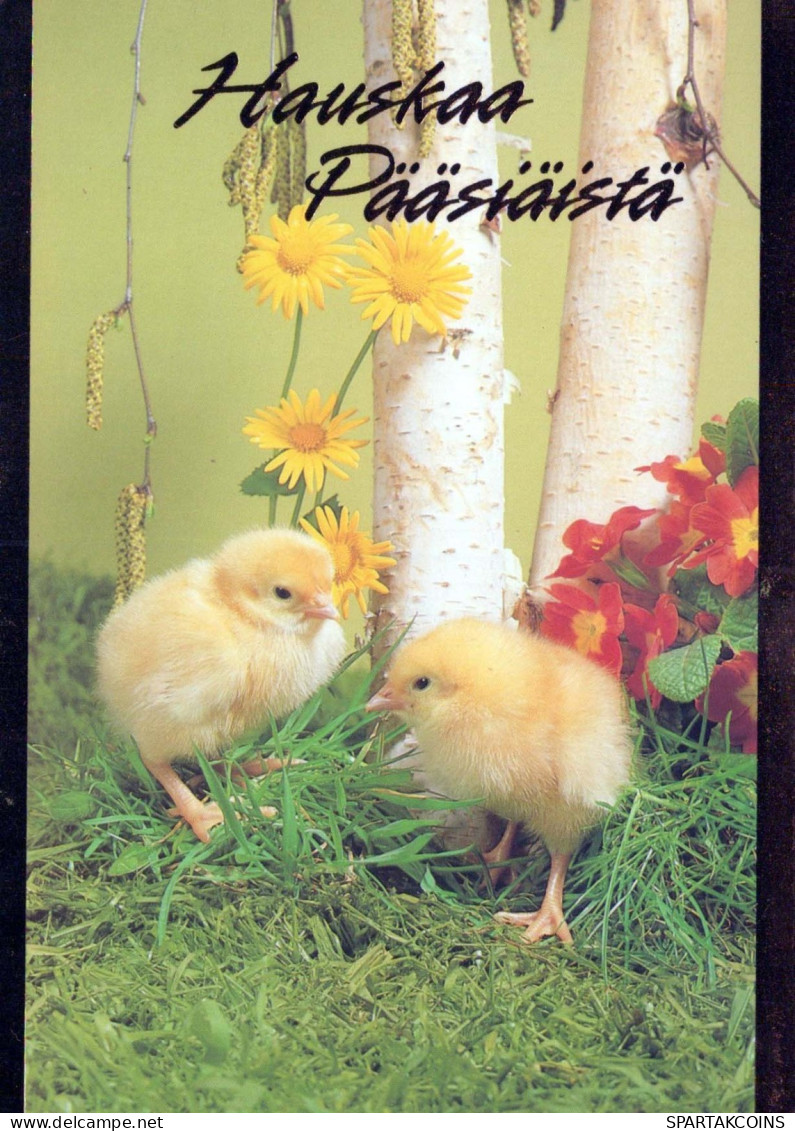 PASQUA POLLO UOVO Vintage Cartolina CPSM #PBP186.IT - Easter