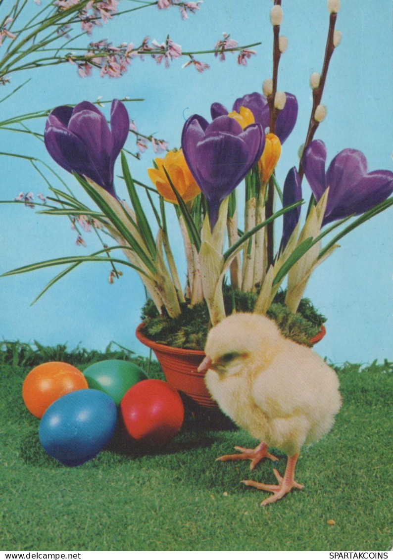 PASQUA POLLO UOVO Vintage Cartolina CPSM #PBP001.IT - Easter