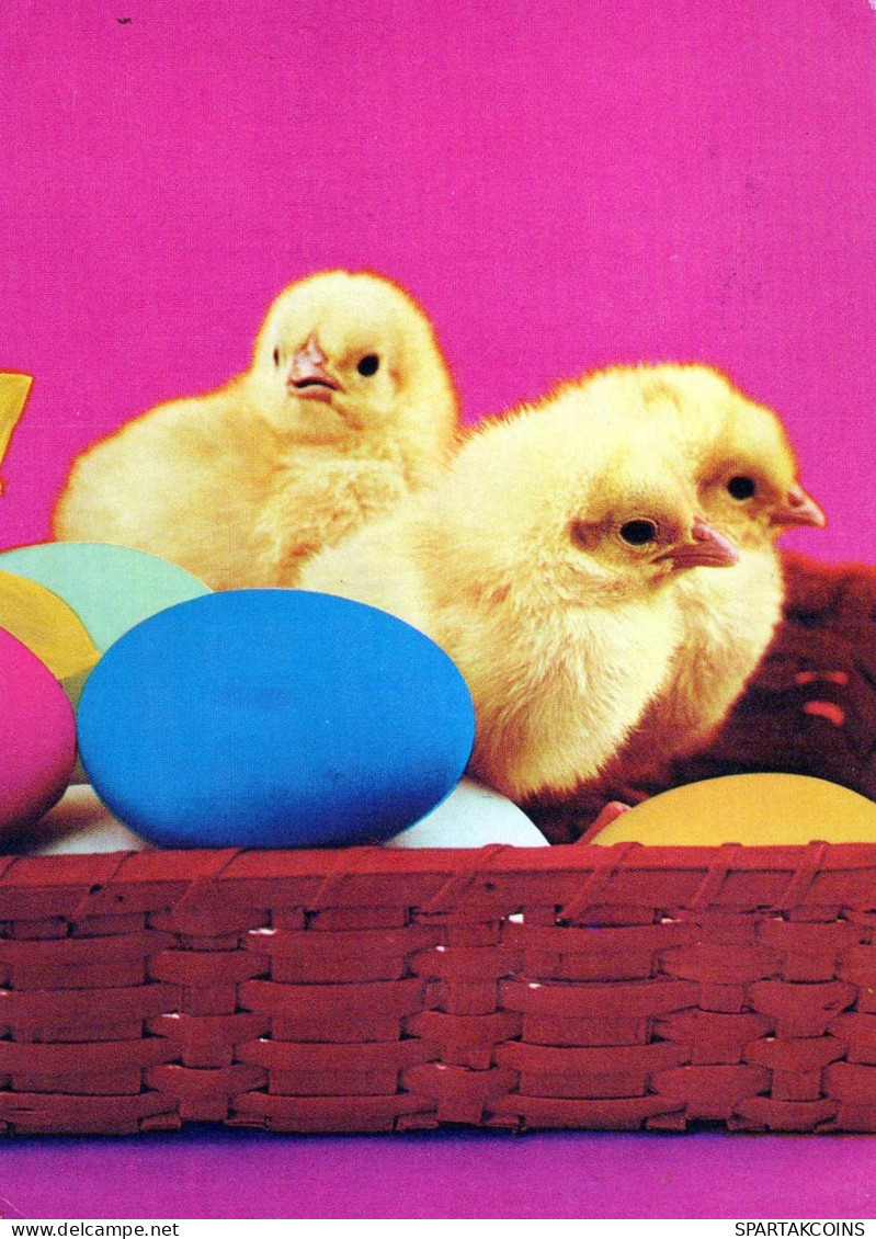 PASQUA POLLO UOVO Vintage Cartolina CPSM #PBO623.IT - Easter