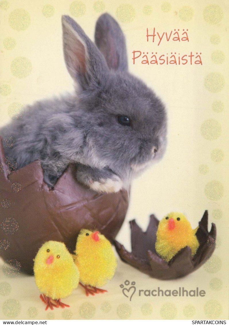 PASQUA CONIGLIO Vintage Cartolina CPSM #PBO495.IT - Easter