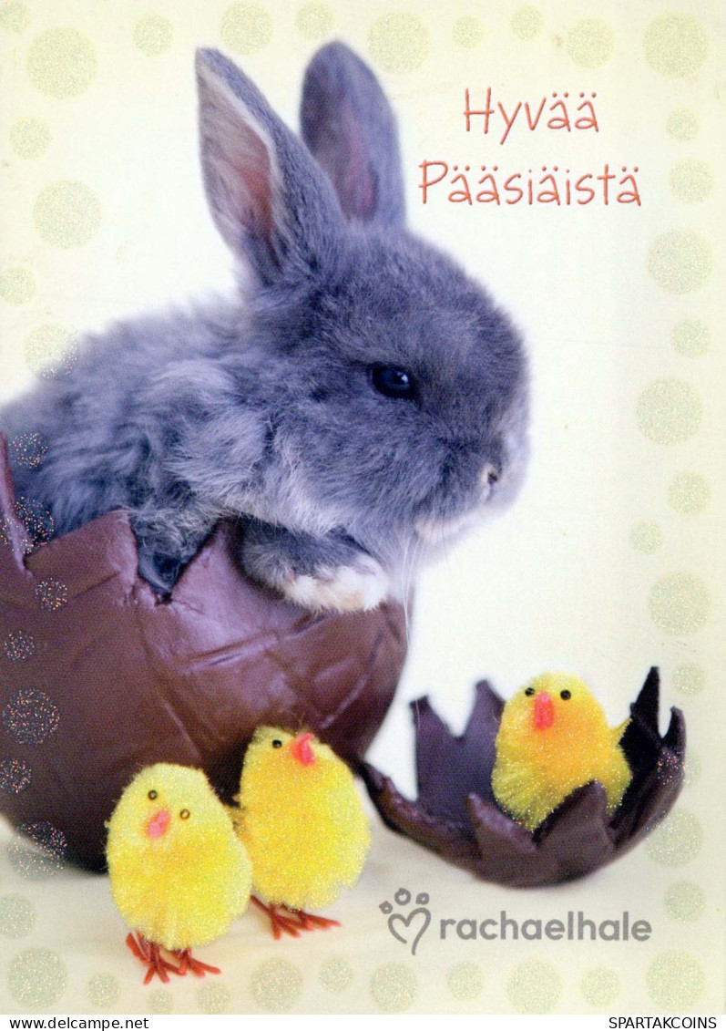 PASQUA CONIGLIO Vintage Cartolina CPSM #PBO495.IT - Ostern