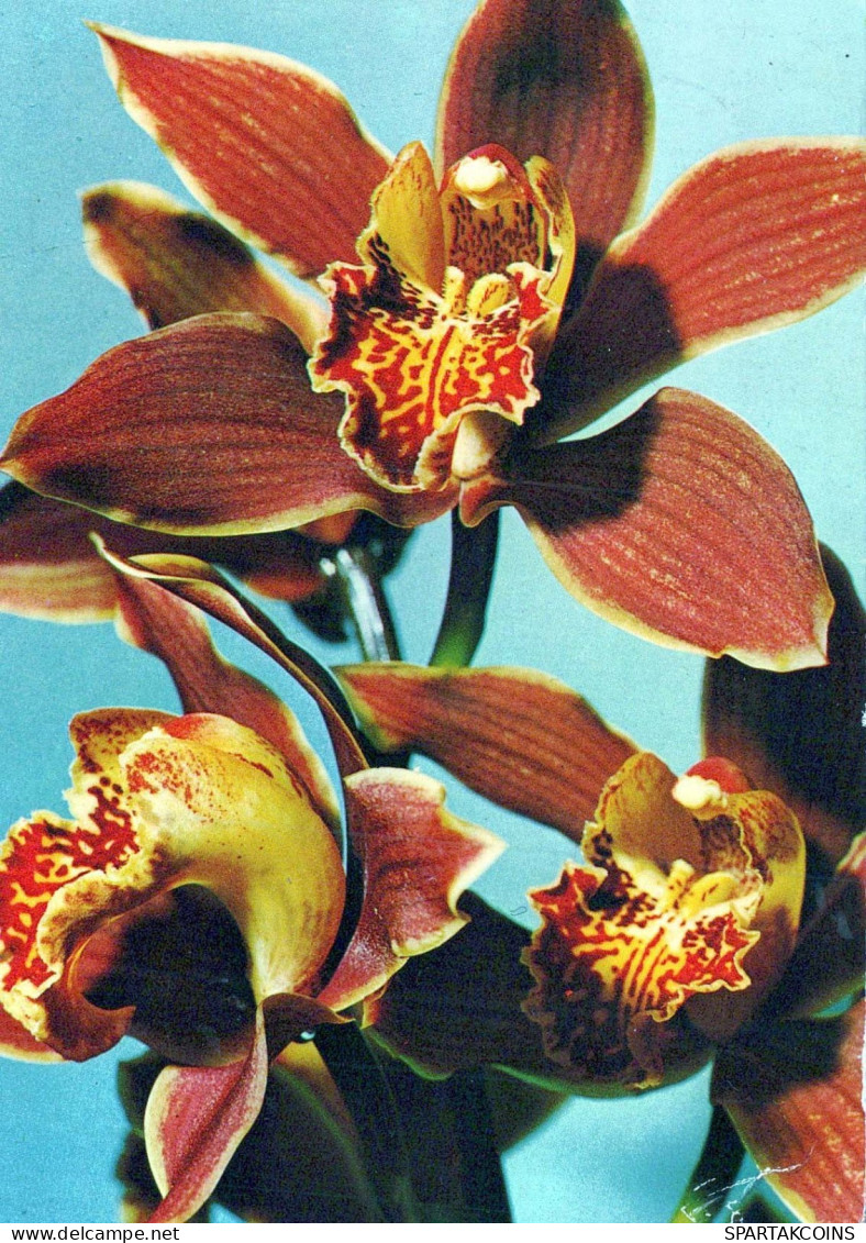 FIORI Vintage Cartolina CPSM #PAR148.IT - Flores
