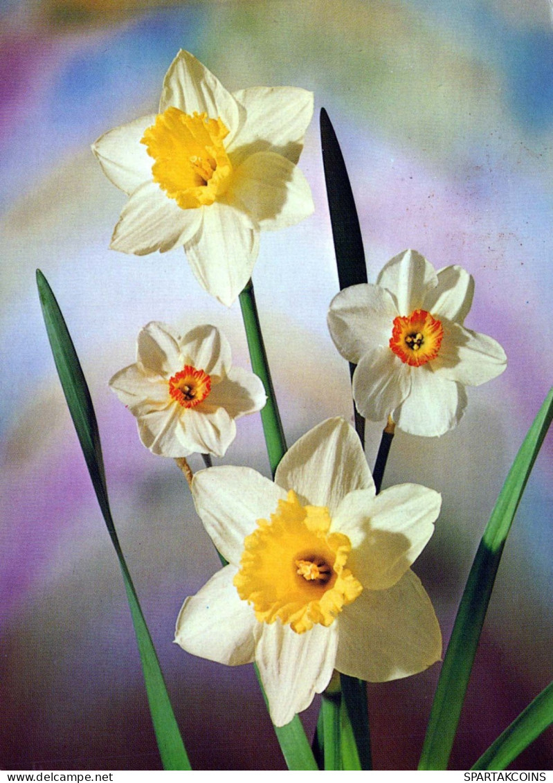 FIORI Vintage Cartolina CPSM #PAR027.IT - Flowers