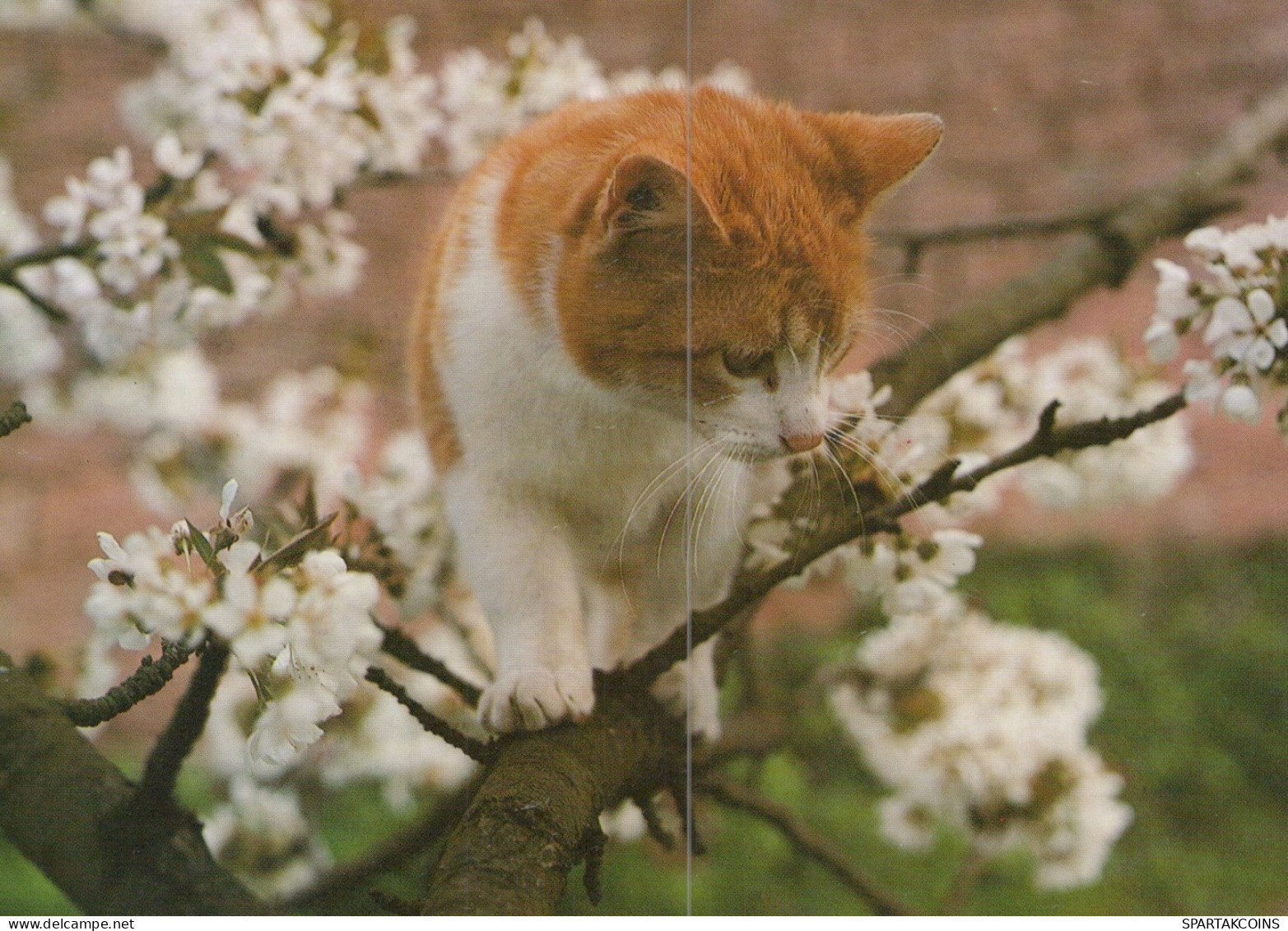 GATTO KITTY Animale Vintage Cartolina CPSM #PAM376.IT - Cats
