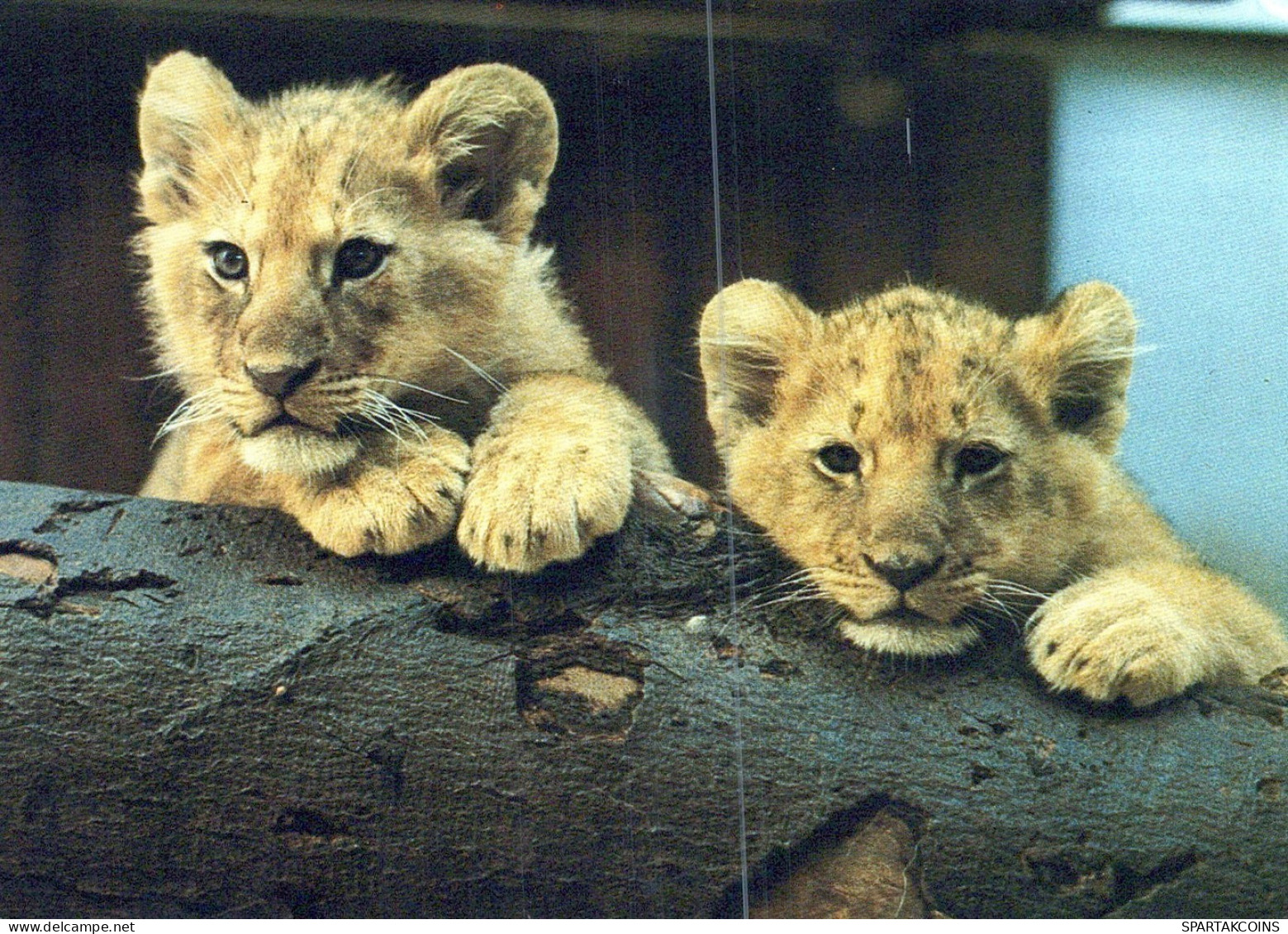 LEONE GRANDE GATTO Animale Vintage Cartolina CPSM #PAM003.IT - Lions