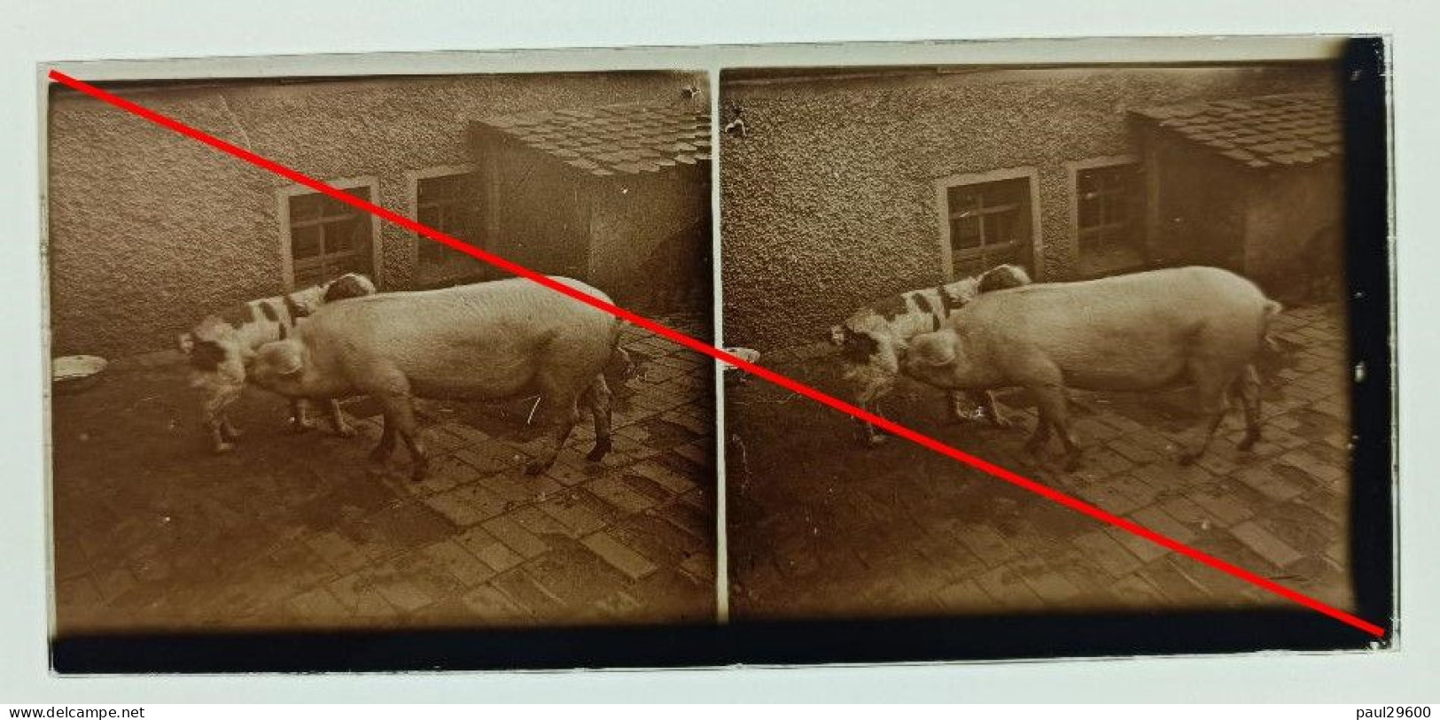 Photo Sur Plaque De Verre, Cour, Ferme, Animaux, Chien, Cochon, Maison, Années 1930. - Glasdias