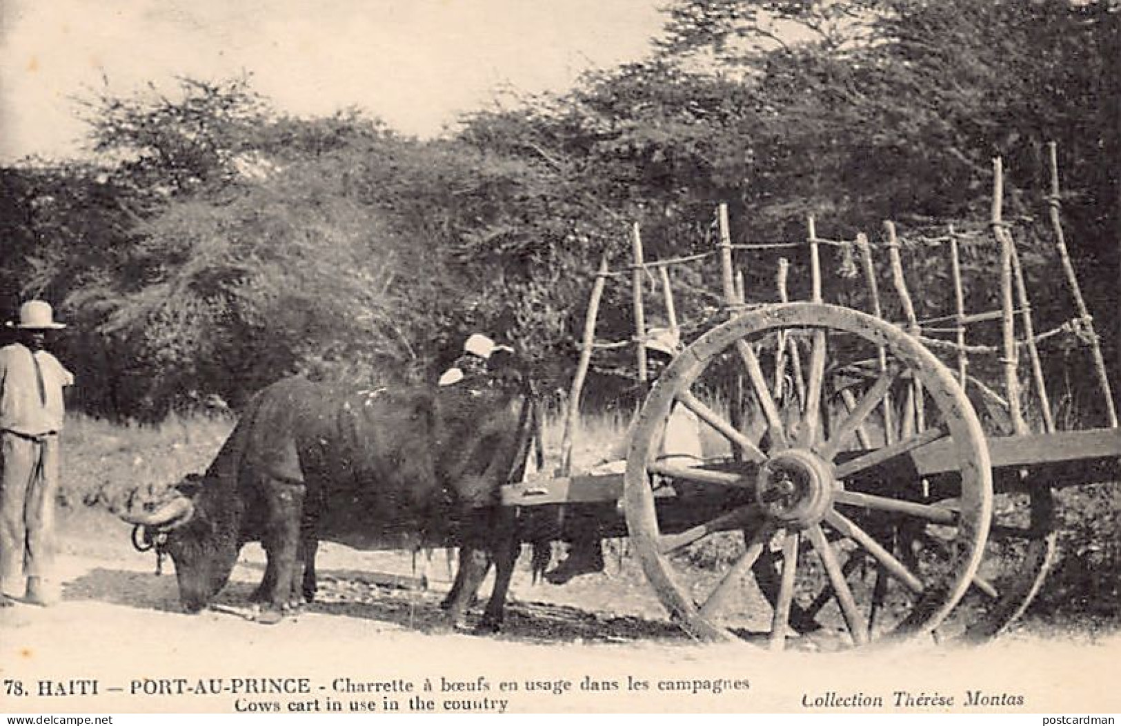 Haiti - Cow Cart In The Country - Ed. Thérèse Montas 78 - Haití