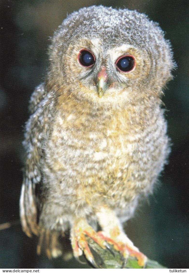 Owl - Hibou - Uil - Eule - Gufo - Coruja - Búho - Owl - Lehtopöllö - Tawny Owl - Strix Aluco - Birds