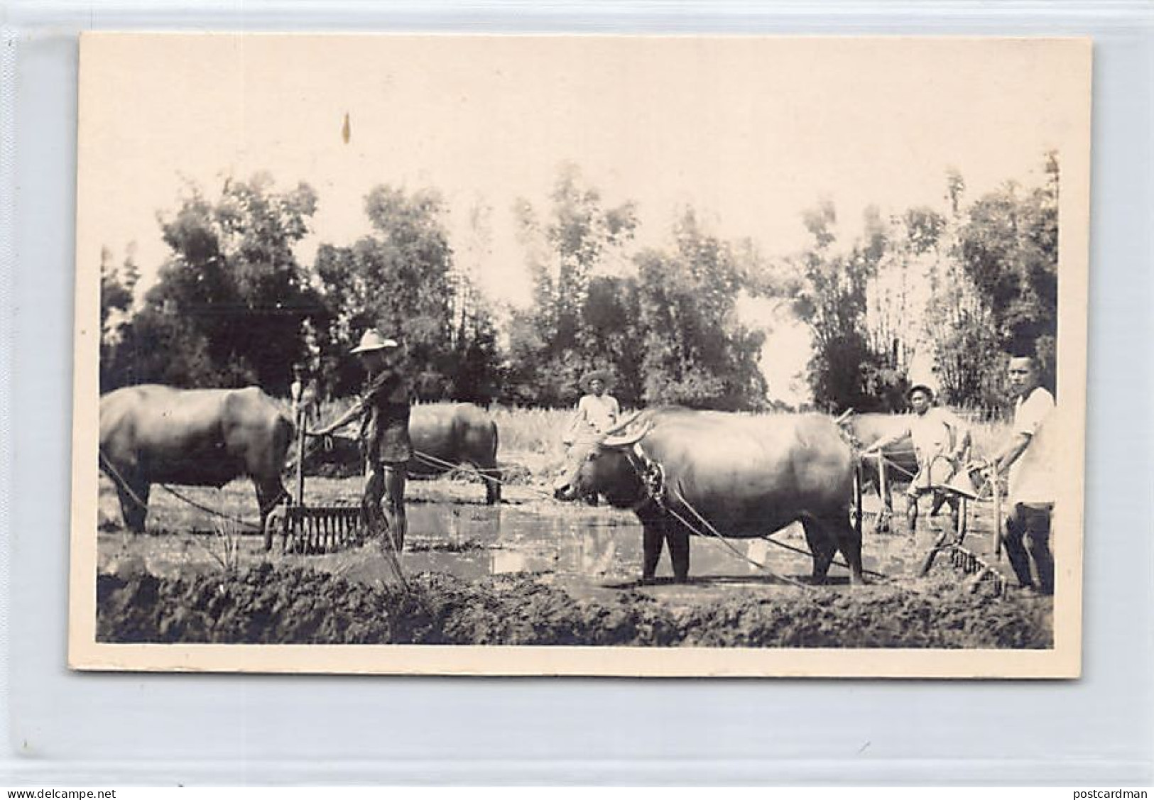Philippines - Ploughing Rice Field - REAL PHOTO - Publ. Unknown  - Filipinas