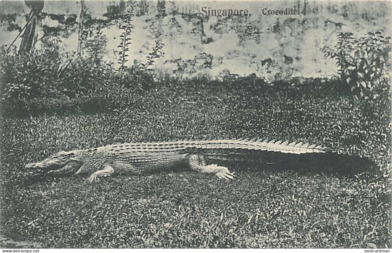 Singapore - Crocodile - Publ. Wilson & Co. 1535 - Singapur
