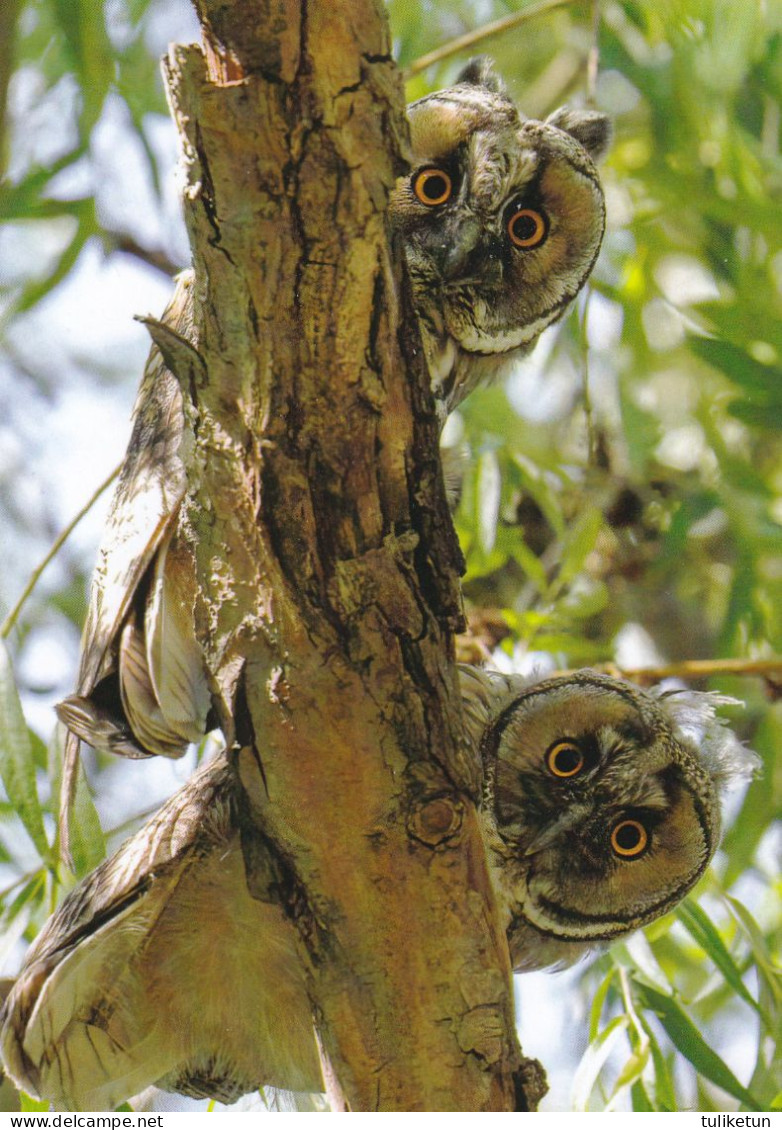 Owl - Hibou - Uil - Eule - Gufo - Coruja - Búho - Owl - Long-eared Owls - Asio Otus - Vögel