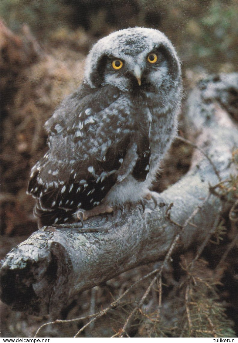 Owl - Hibou - Uil - Eule - Gufo - Coruja - Búho - Owl - Hiiripöllö - Mouse Owl - Surnia Ulula - Birds