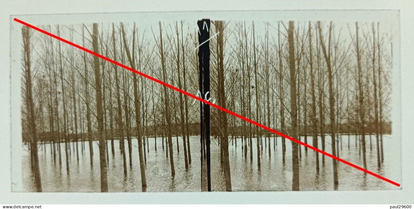 Photo Sur Plaque De Verre, Cour D'eau, Inondation, Champs, Arbres, Années 1930. - Diapositivas De Vidrio