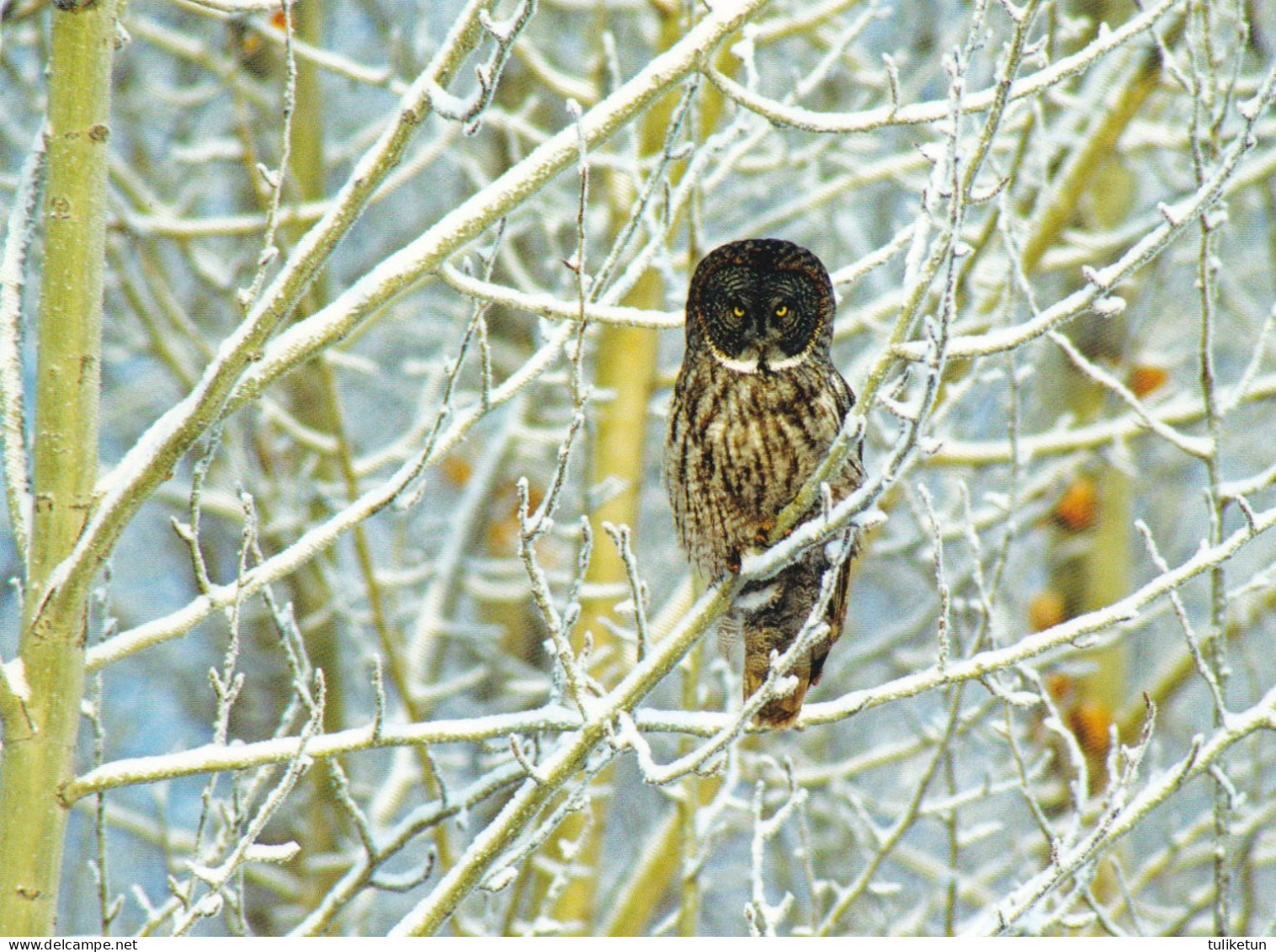 Owl - Hibou - Uil - Eule - Gufo - Coruja - Búho - Owl - Uccelli