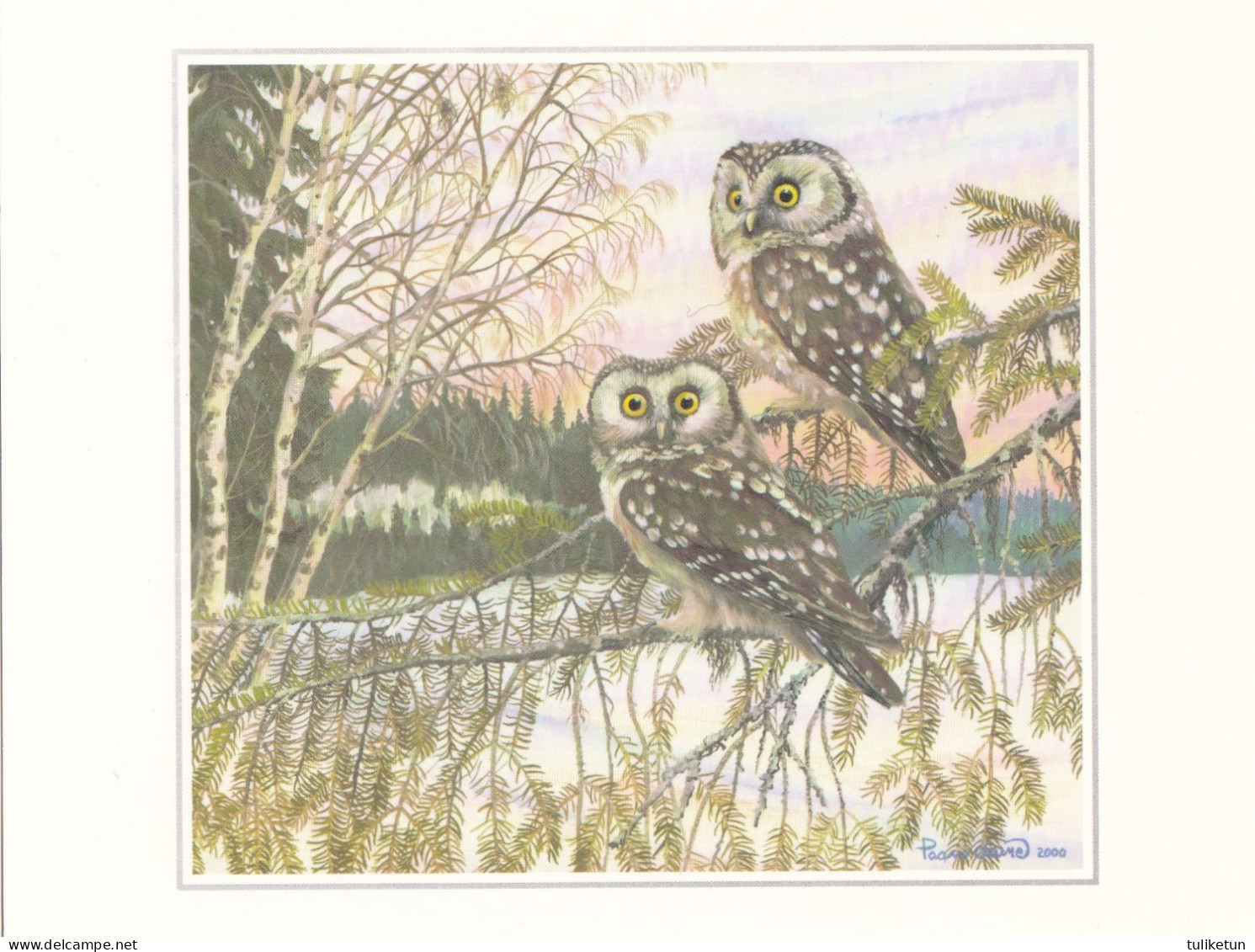 Owl - Hibou - Uil - Eule - Gufo - Coruja - Búho - Helmipöllö - Boreal Owl - Aegolius Funereus - Vögel