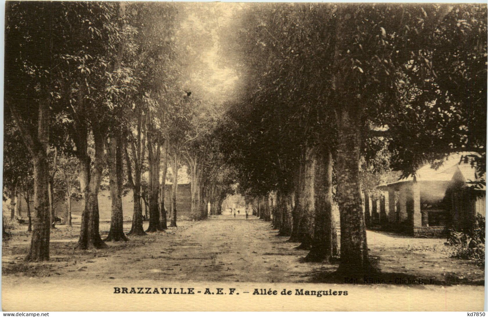 Brazzaville - Allee De Manguiers - Sonstige & Ohne Zuordnung