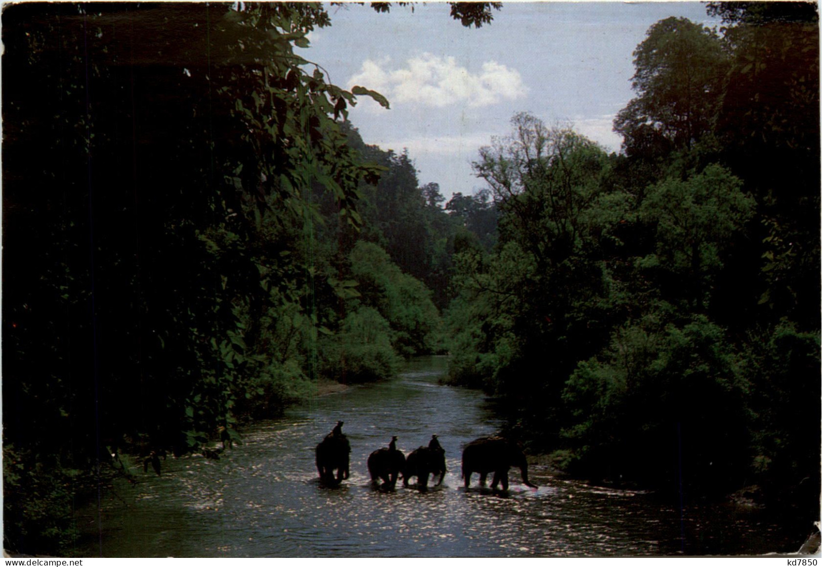 Thailand - Elephants - Thaïlande