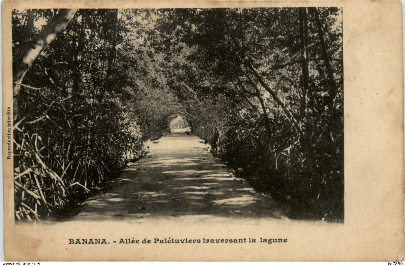 Congo - Banana - Allee De Paletuviers - Sonstige & Ohne Zuordnung