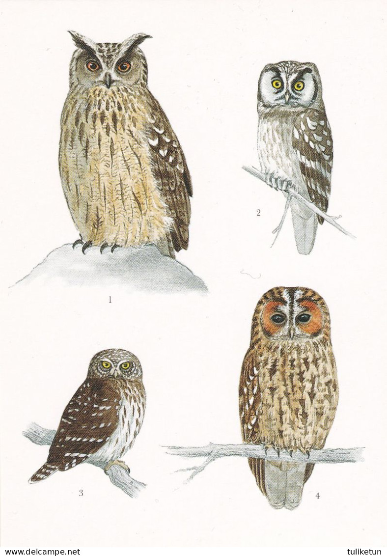 Owls - Hibou - Uil - Eule - Gufo - Coruja - Búho - Eurasian Eagle-owl - Boreal Owl - Eurasian Pygmy Owl - Tawny Owl - Birds