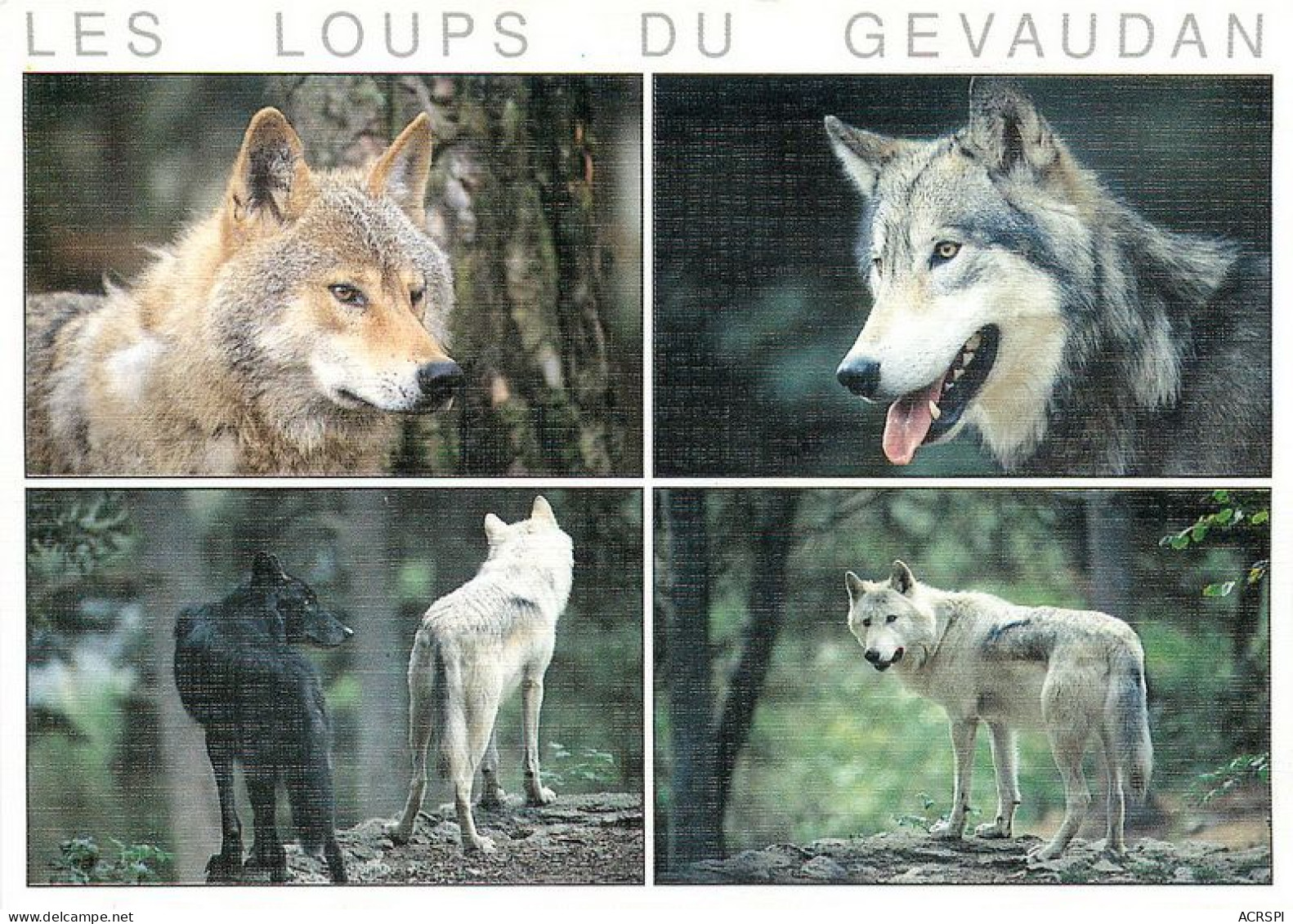 MARVEJOLS  Les Loups Du Gevaudan 19 (scan Recto-verso)MA1901Ter - Marvejols