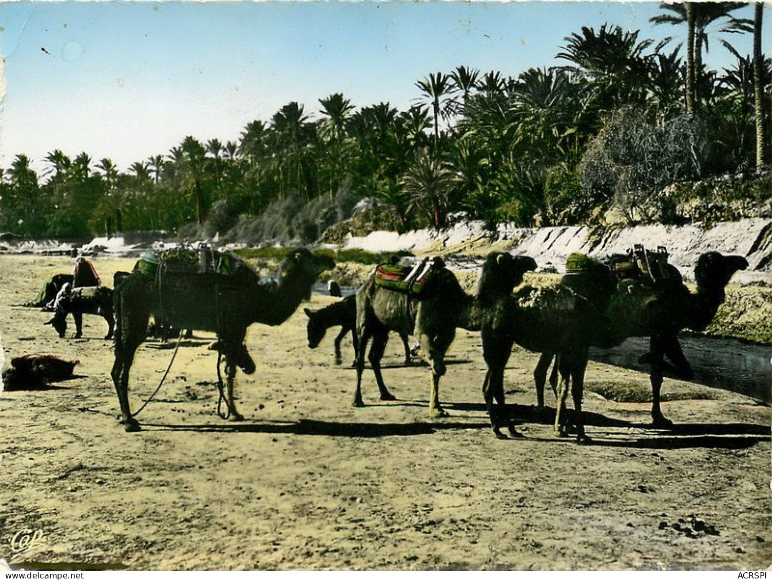 TUNISIE  GABES  Chameaux Entraves   35  (scan Recto-verso)MA1931Ter - Tunisia