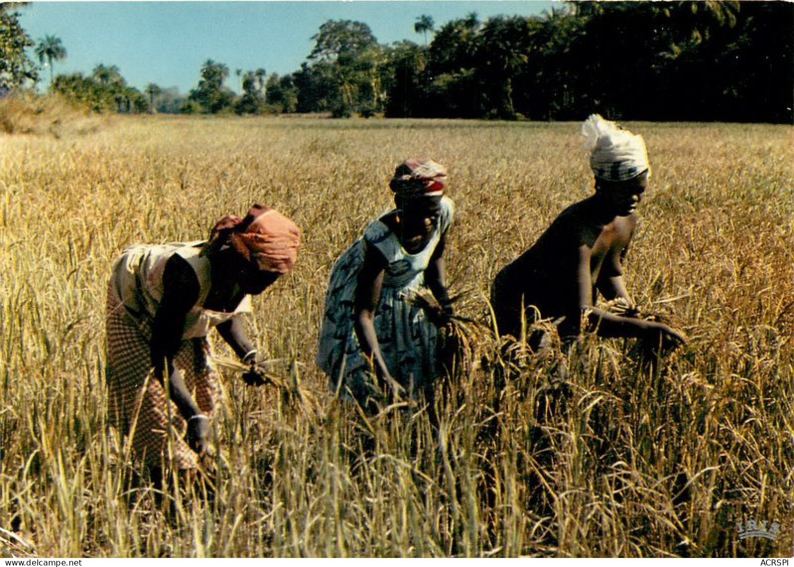 SENEGAL  CASAMANCE  Culture Du Riz   28   (scan Recto-verso)MA1960Ter - Senegal