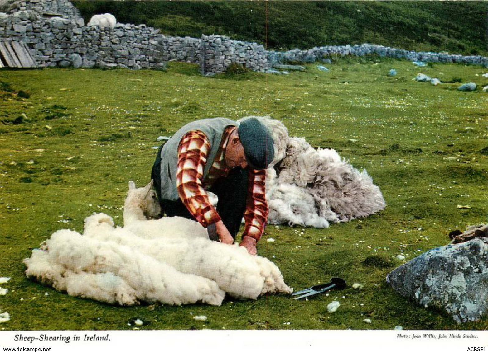 SHEEP SHEARING In IRLAND Irlande  38   (scan Recto-verso)MA1956Bis - Other & Unclassified