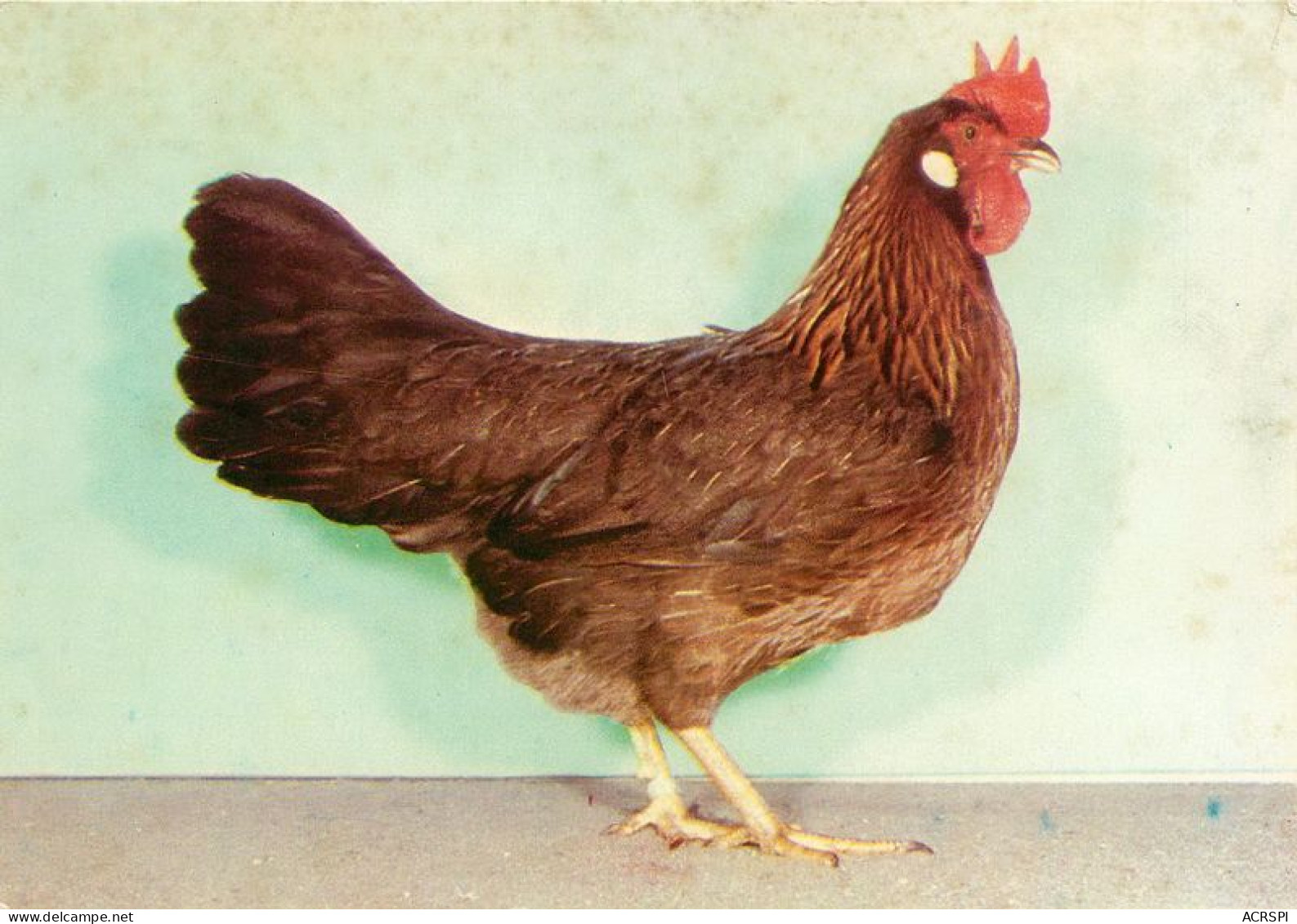 POULE  LEGHORN  27   (scan Recto-verso)MA1963Bis - Breeding