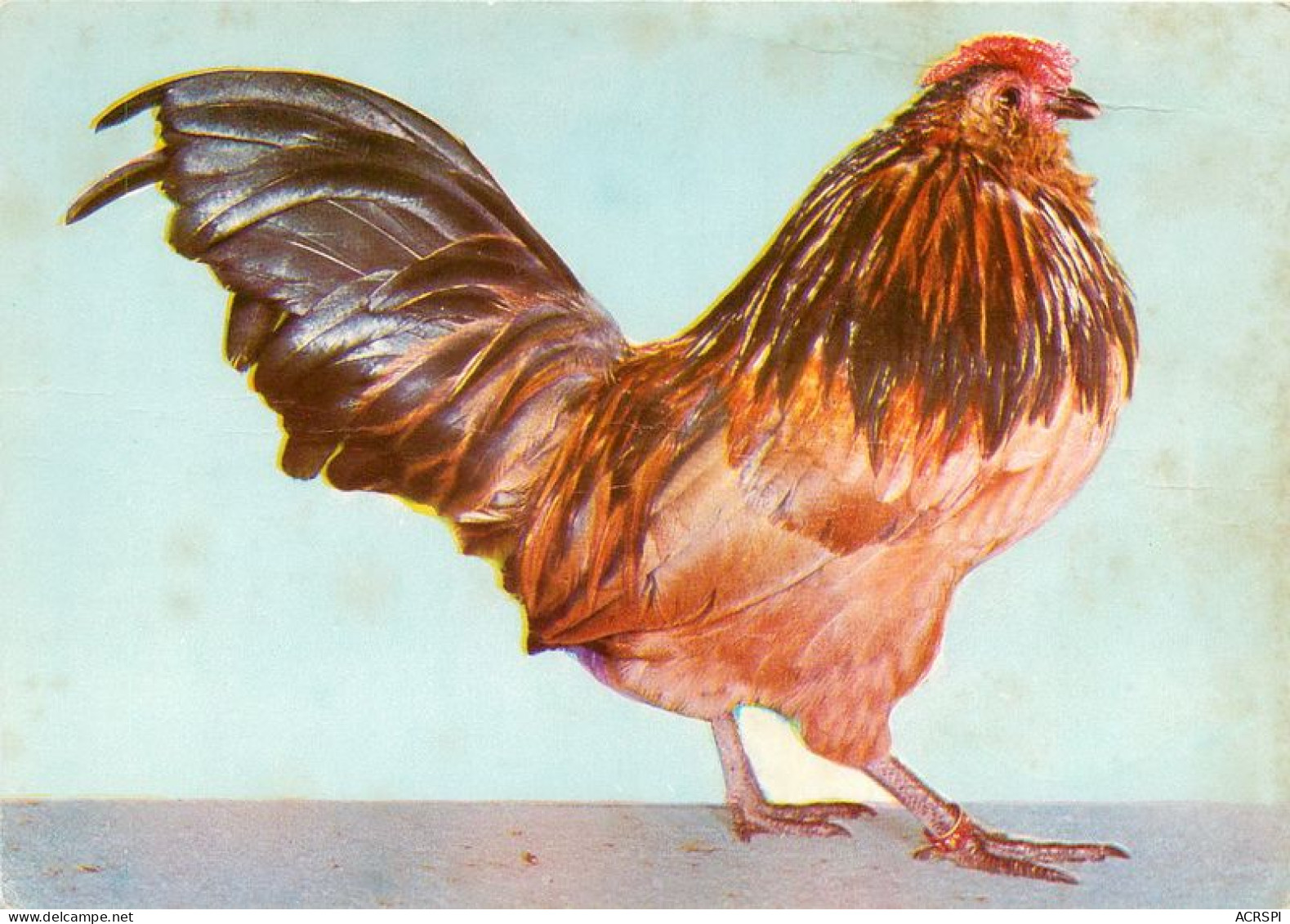 COQ BARBU D'ANVERS Caille  28   (scan Recto-verso)MA1963Bis - Allevamenti