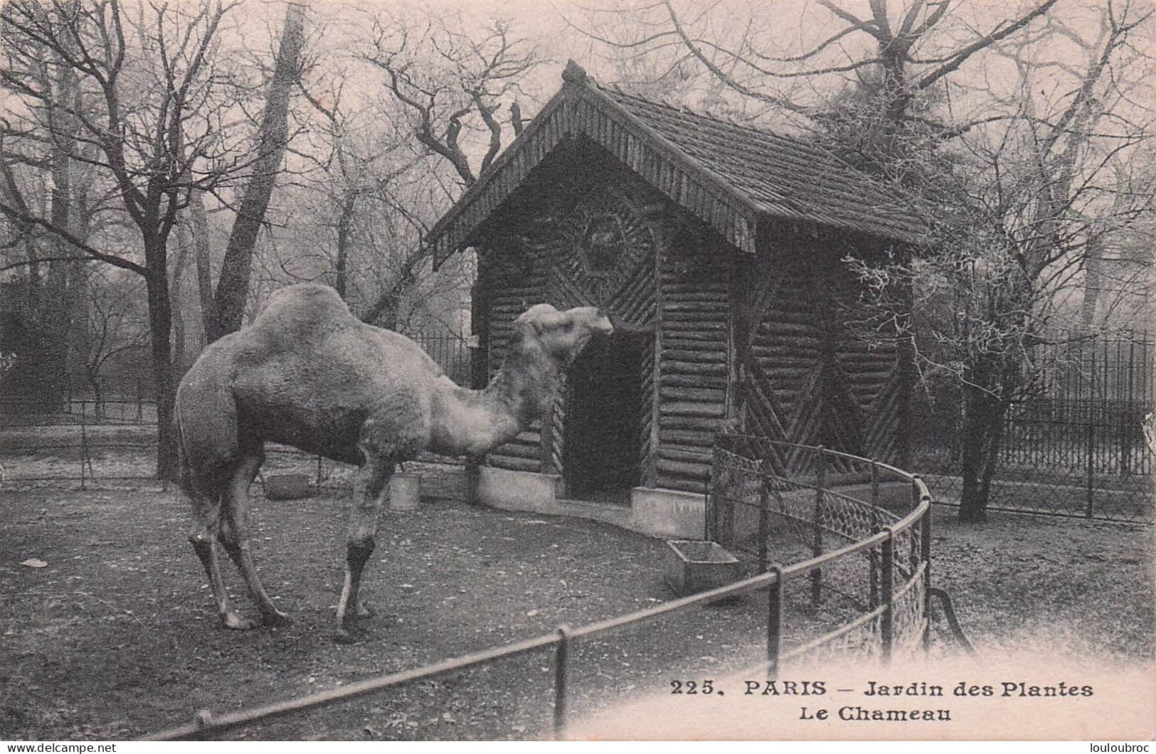 PARIS JARDIN DES PLANTES LE CHAMEAU - Parchi, Giardini