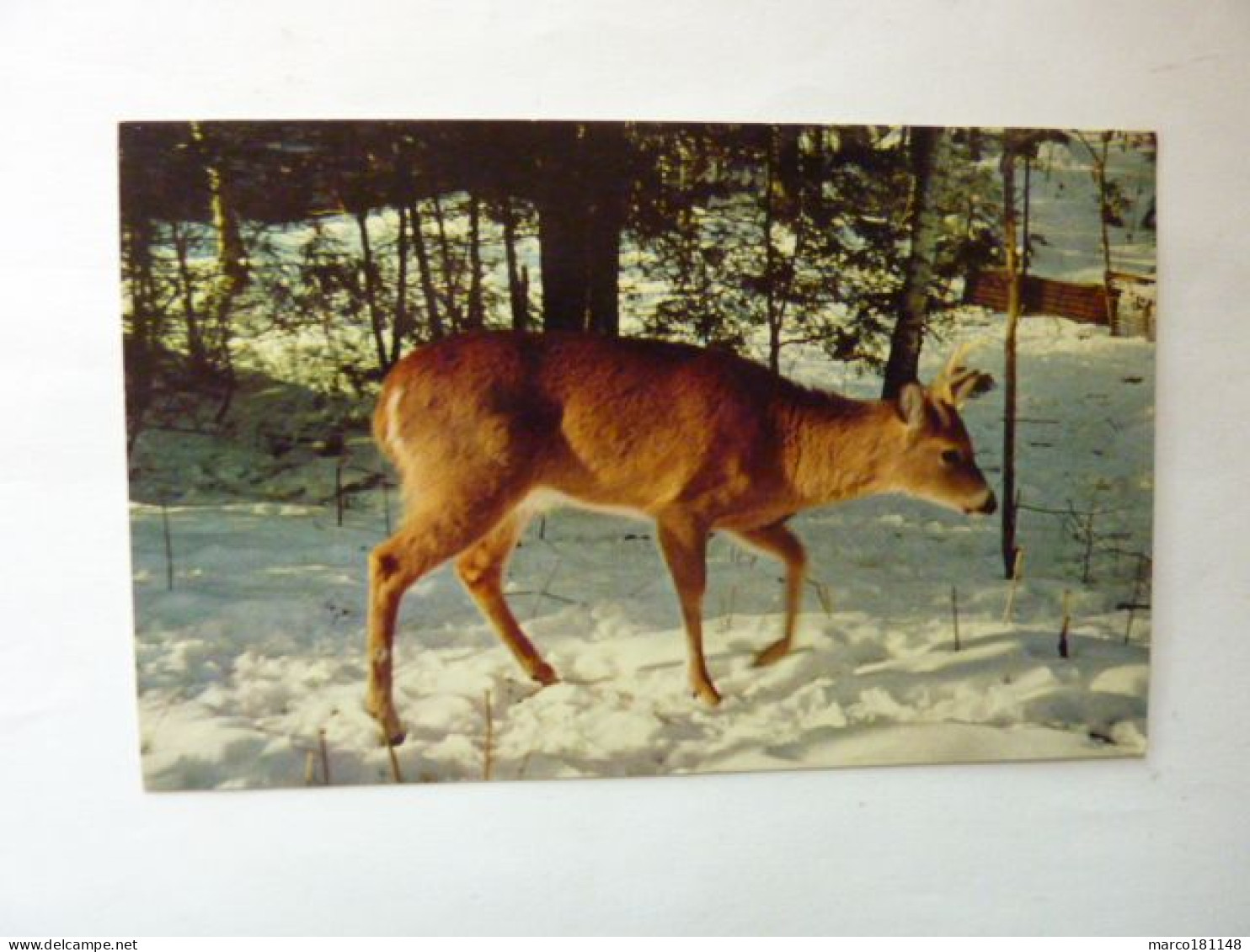 Cerf, Chevreuil Au Canada Dans La Neige - "The Snow May Keep Him Hungry" - Andere & Zonder Classificatie