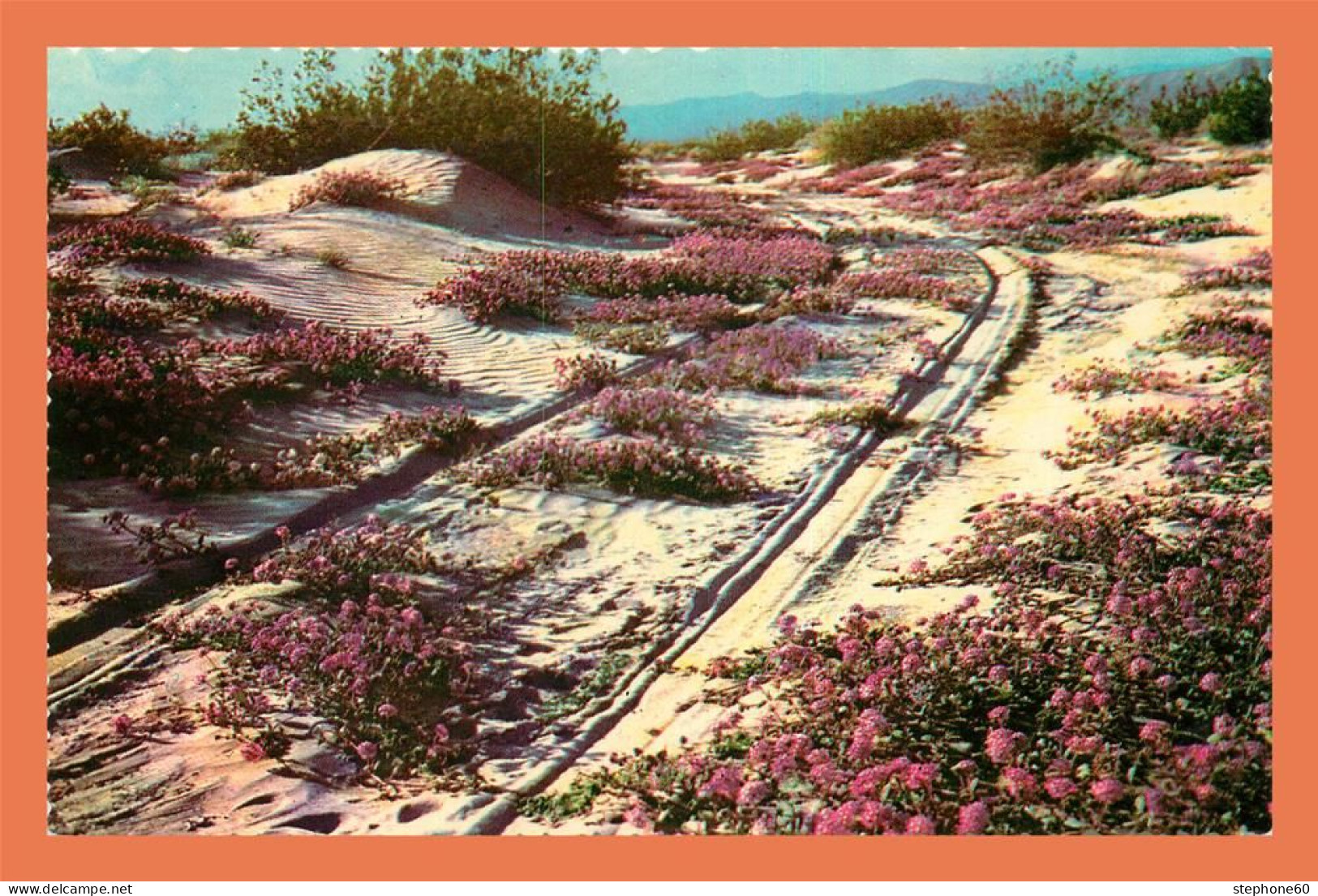 A679 / 513 SAND VERBENAS Blooming On The Desert - Andere & Zonder Classificatie