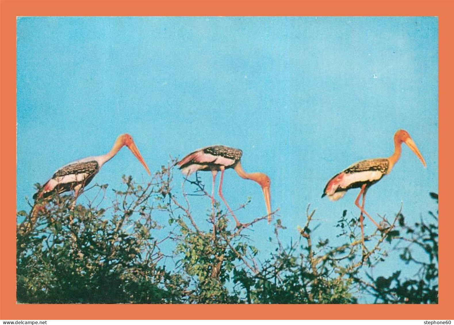 A684 / 109 Sri Lanka Painted Storks At Kumana Bird Sanctuary - Autres & Non Classés