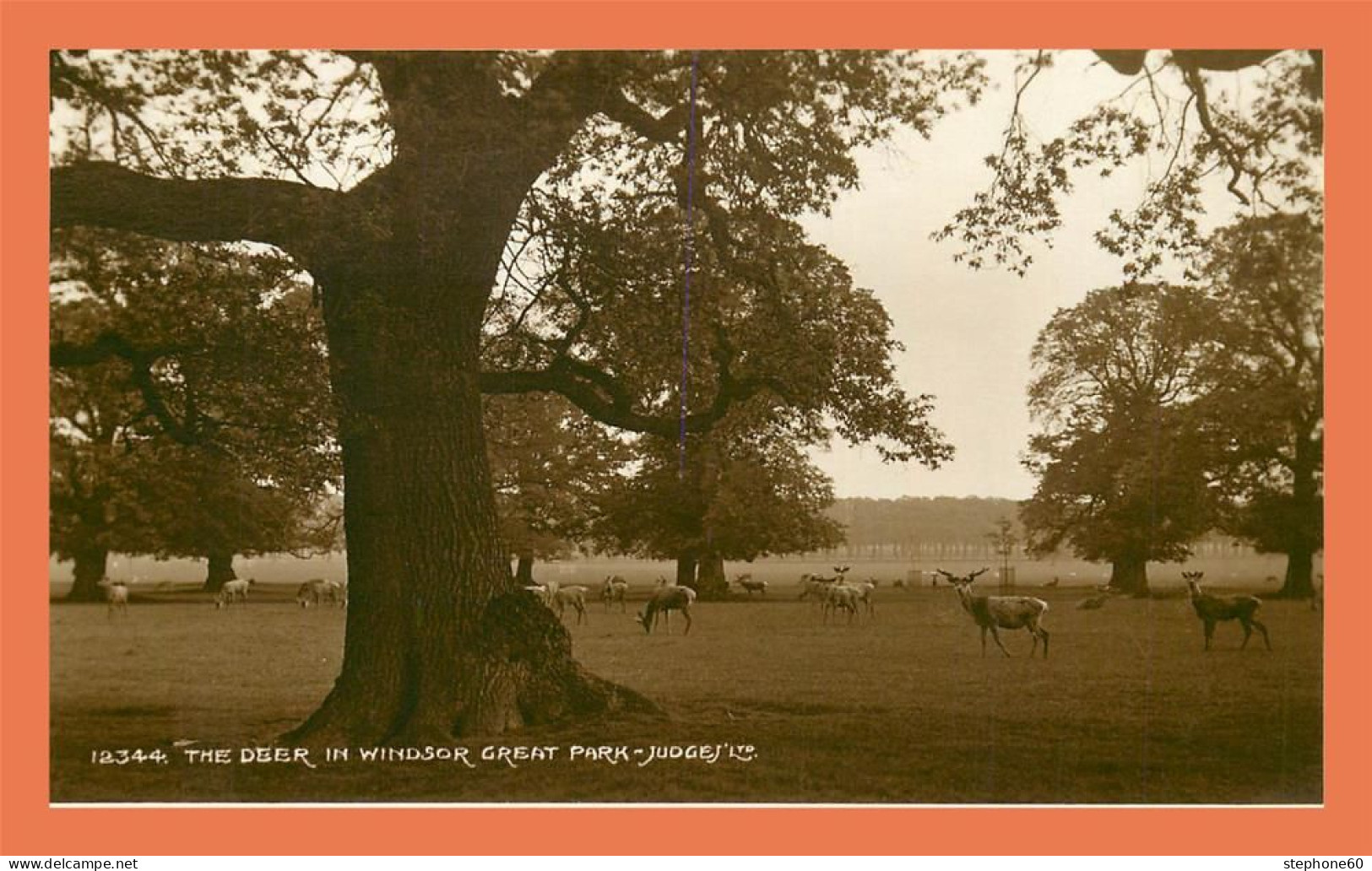 A697 / 305 The Deer In Windsor Great Park Judges - Autres & Non Classés