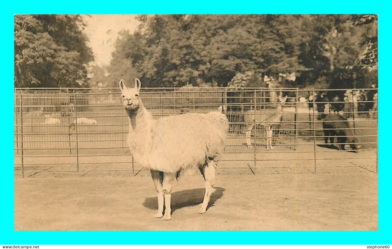 A704 / 129 ANVERS Jardin Zoologique Lama - Andere & Zonder Classificatie